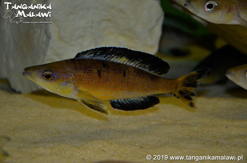 Cyprichromis microlepidotus 'Milima Island'